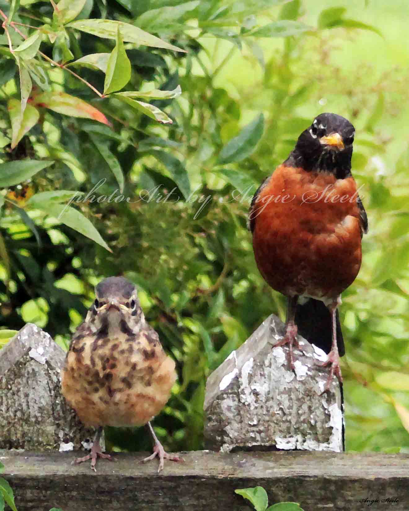 Baby robin and parent
