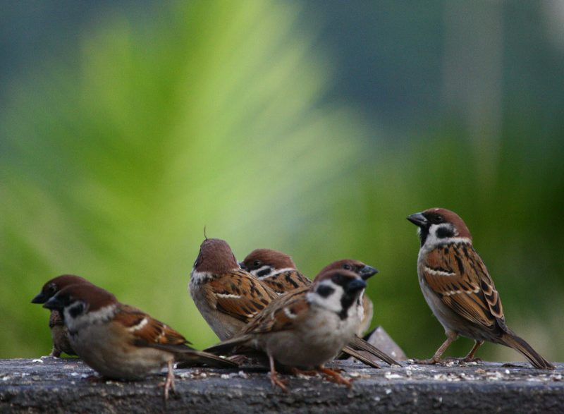 several brown sparrows against a green background