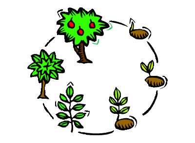 life cycle of a tree from seed to sprout to fruited tree