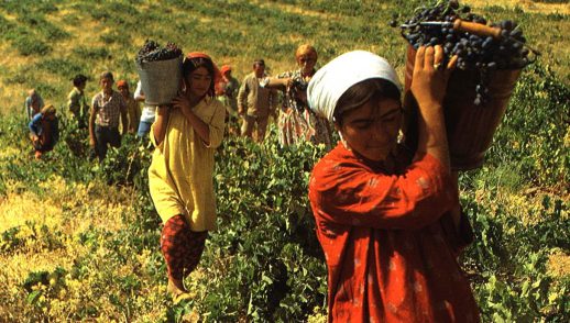 women bringing in the harvest